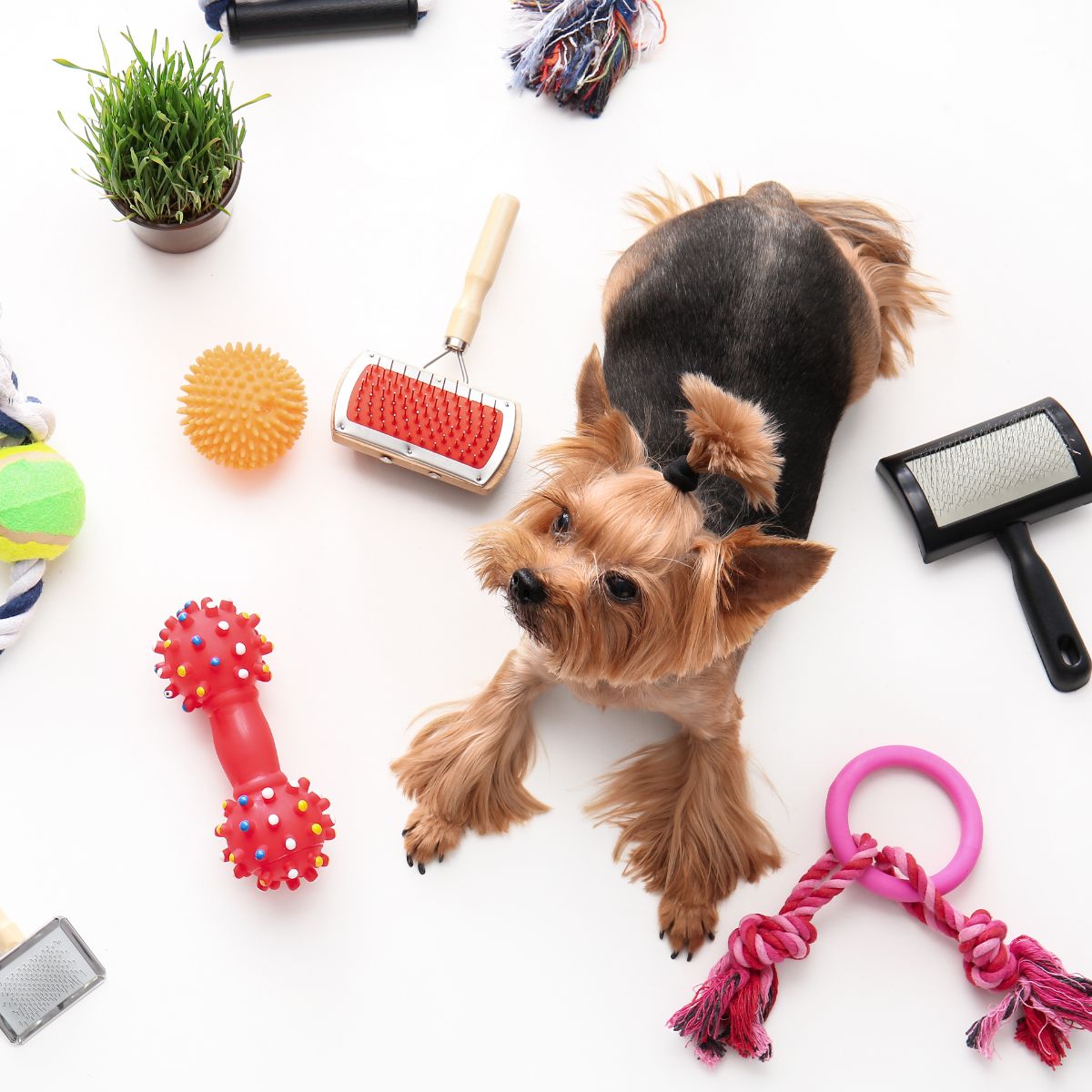 Dieren Verzorging