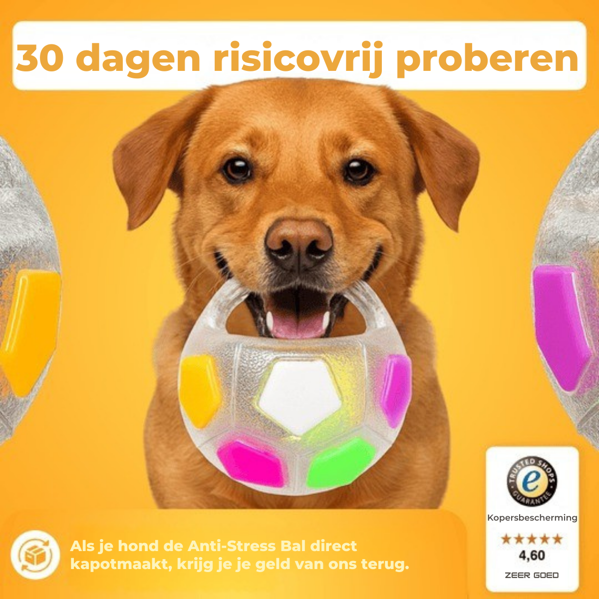 Dutch_Dutch_7_cb674578-75c4-4b4a-9784-30ca3ad02d04.png