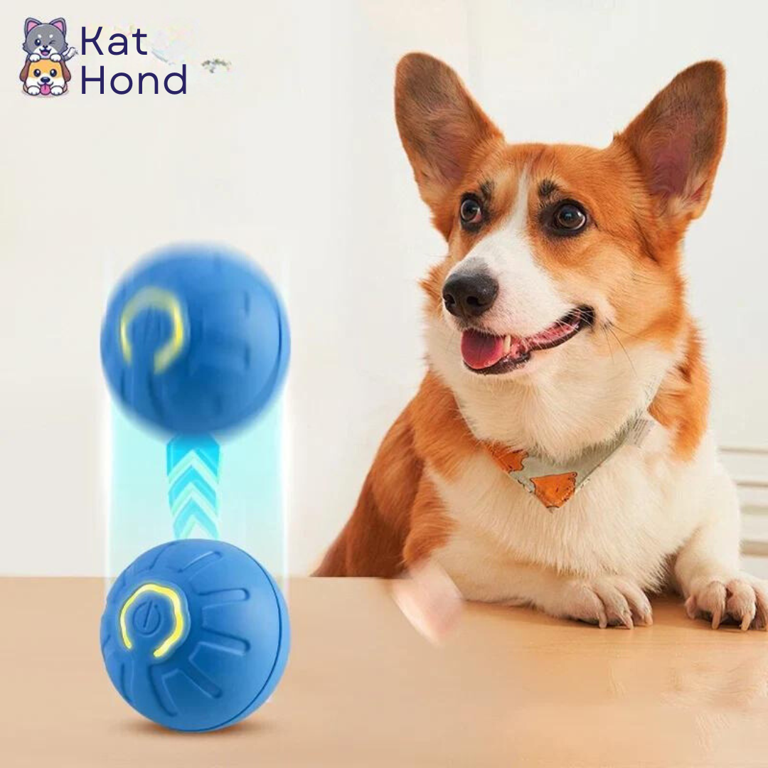 Hond_Kat_5.png