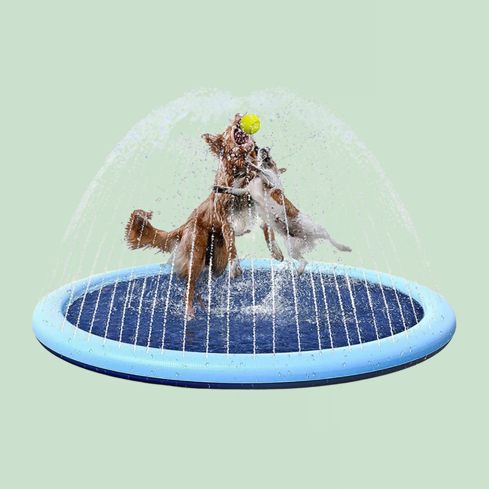 zomer_hond.webp